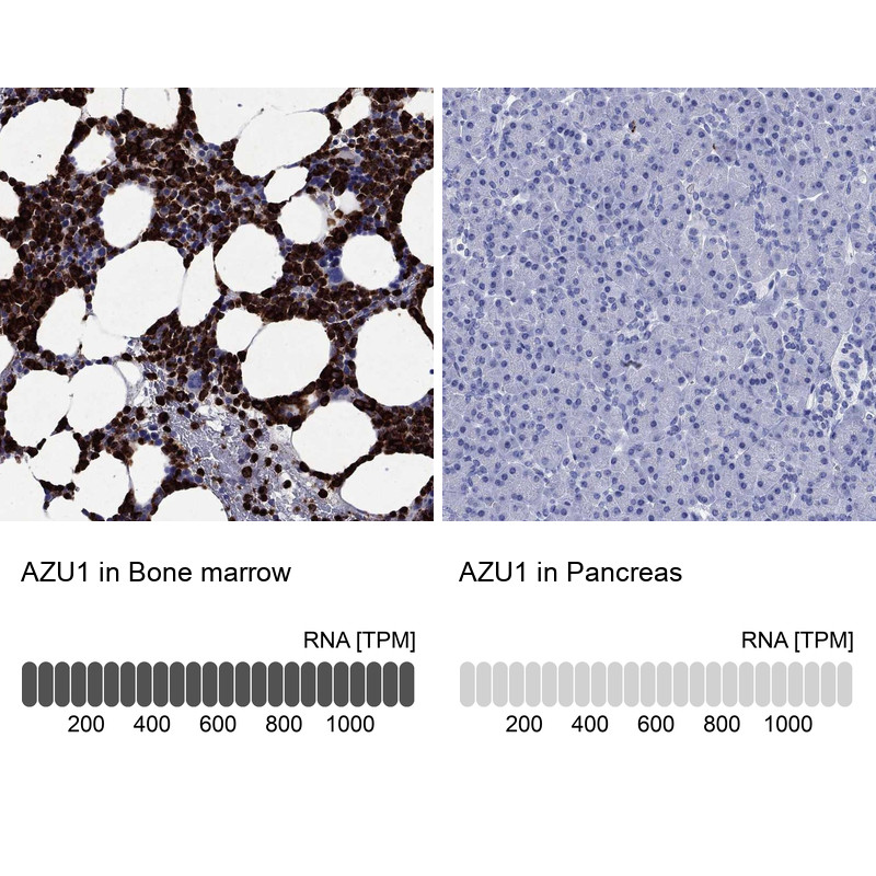 Immunohistochemistry analysis in human bone marrow and pancreas tissues using Anti-AZU1 antibody. Corresponding AZU1 RNA-seq data are presented for the same tissues.