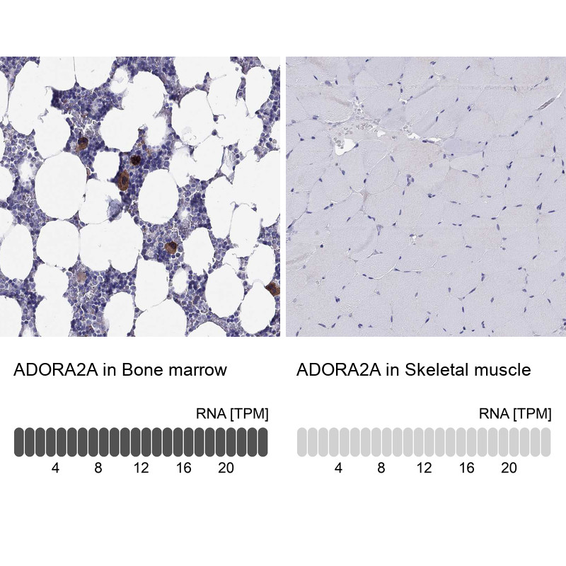 Immunohistochemistry analysis in human bone marrow and skeletal muscle tissues using HPA075997 antibody. Corresponding ADORA2A RNA-seq data are presented for the same tissues.