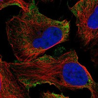 Immunofluorescent staining of human cell line U-2 OS shows localization to plasma membrane.