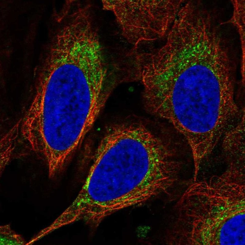 Immunofluorescent staining of human cell line U-2 OS shows localization to mitochondria.