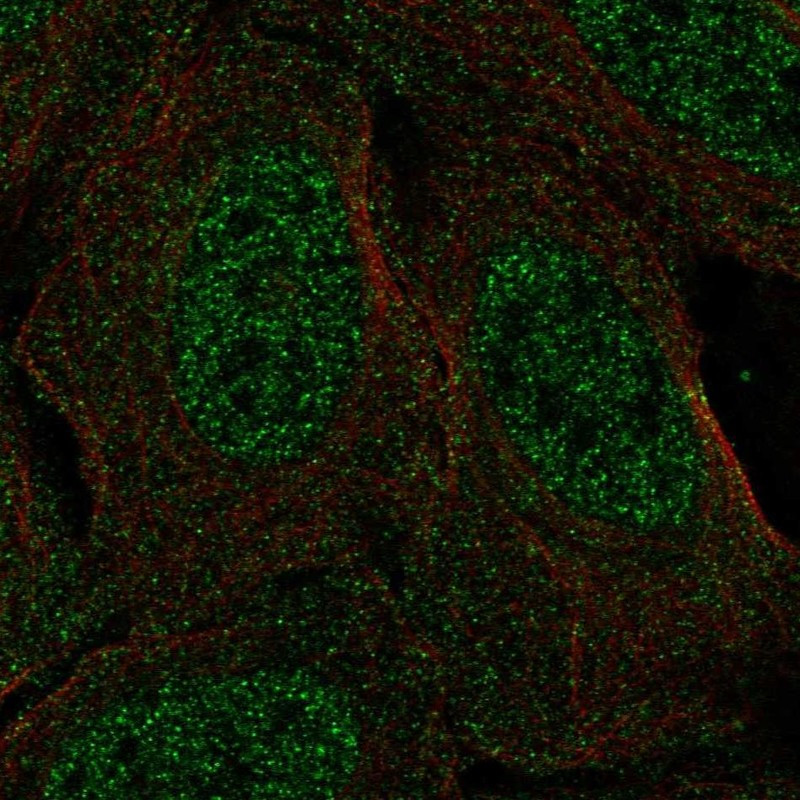 Immunofluorescent staining of human cell line U-2 OS shows localization to nucleoplasm & cytosol.