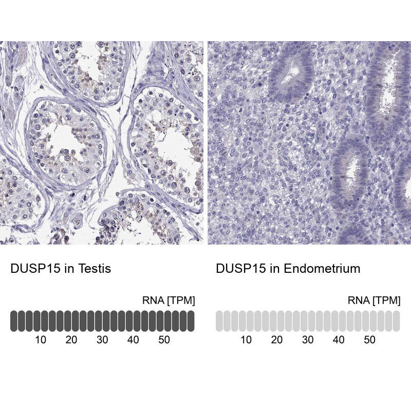 Immunohistochemistry analysis in human testis and endometrium tissues using Anti-DUSP15 antibody. Corresponding DUSP15 RNA-seq data are presented for the same tissues.