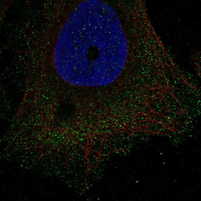 Immunofluorescent staining of human cell line U-2 OS shows localization to plasma membrane & cytosol.