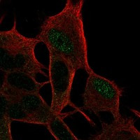 Immunofluorescent staining of human cell line SH-SY5Y shows localization to nucleoplasm & cytosol.