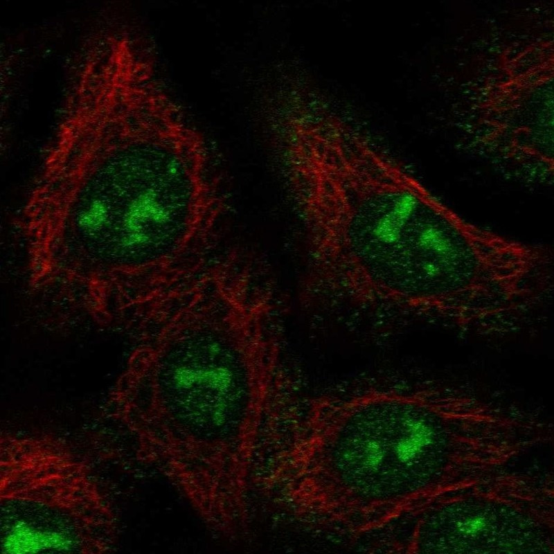 Immunofluorescent staining of human cell line A549 shows localization to nucleoli & plasma membrane.