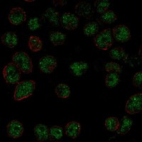 Immunofluorescent staining of human cell line REH shows localization to nucleoplasm & nuclear bodies.