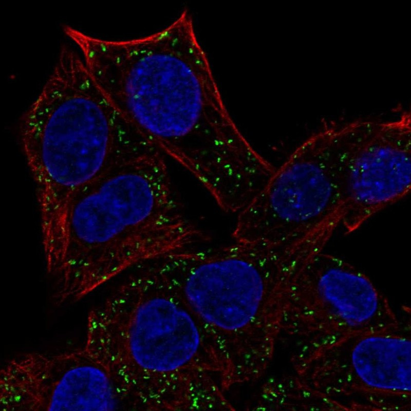 Immunofluorescent staining of human cell line Hep G2 shows localization to vesicles.