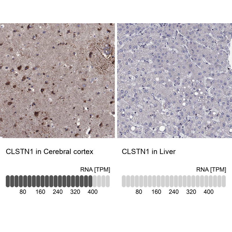 Immunohistochemistry analysis in human cerebral cortex and liver tissues using Anti-CLSTN1 antibody. Corresponding CLSTN1 RNA-seq data are presented for the same tissues.