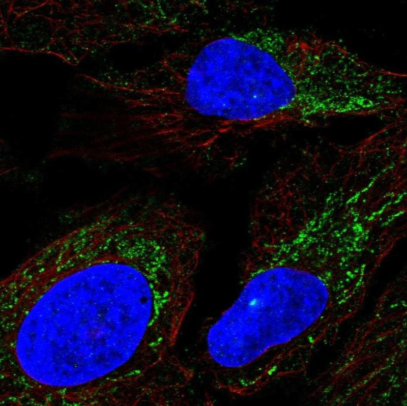 Immunofluorescent staining of human cell line U-2 OS shows localization to mitochondria.