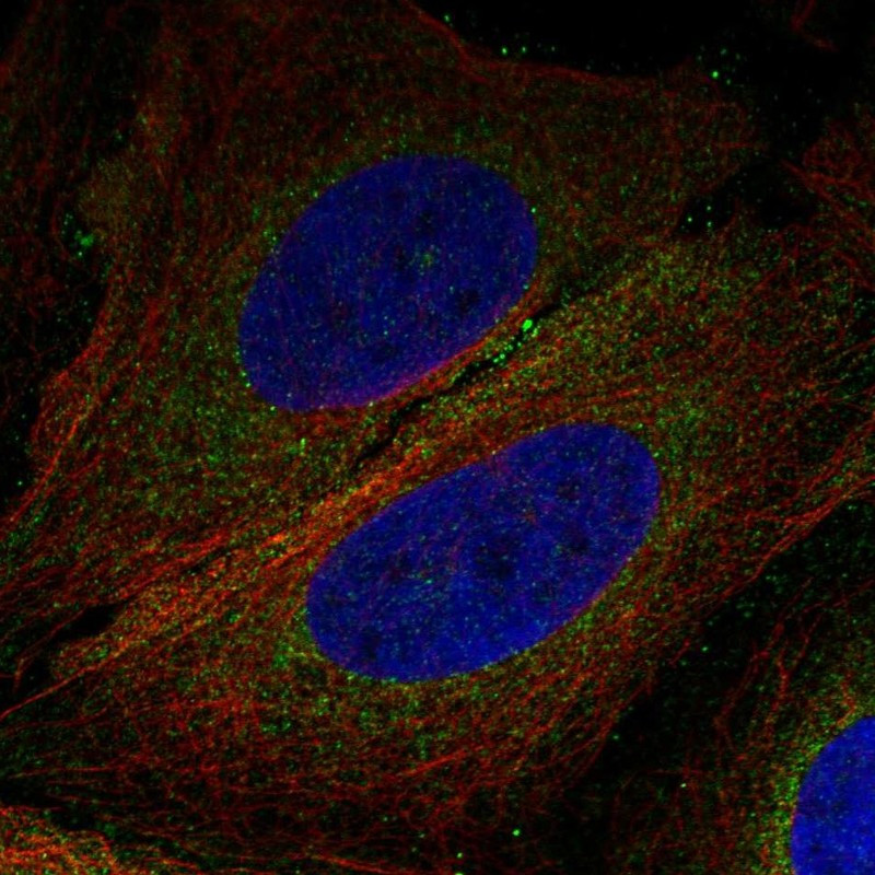 Immunofluorescent staining of human cell line U-2 OS shows localization to cytosol.