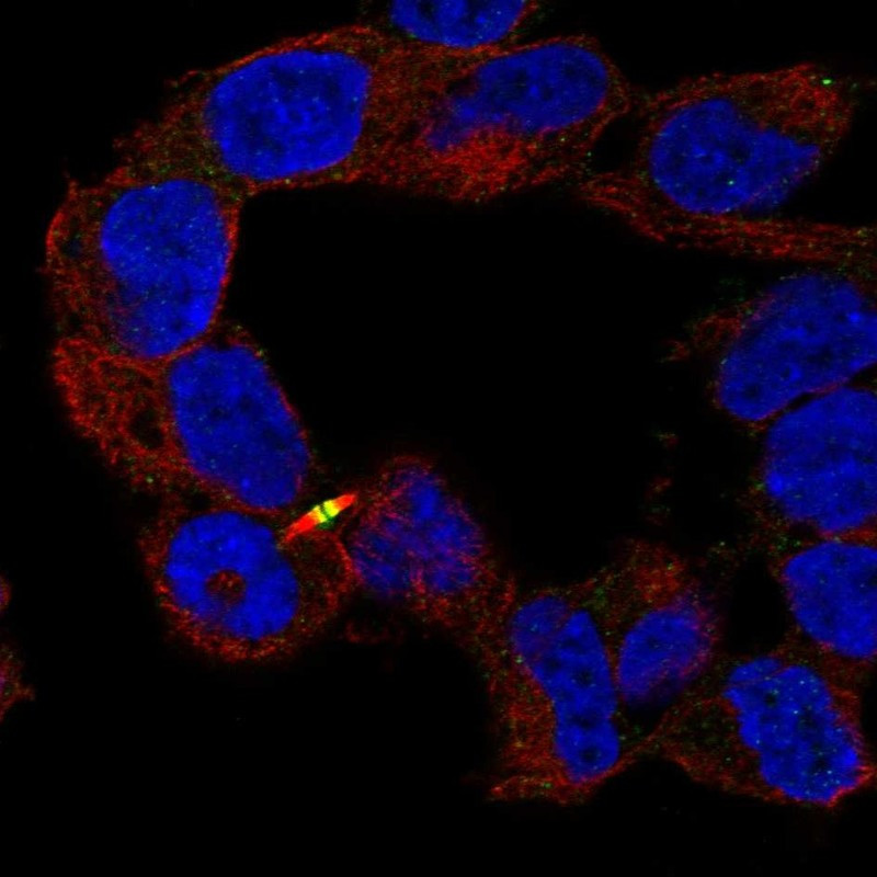 Immunofluorescent staining of human cell line SH-SY5Y shows localization to cytokinetic bridge & midbody.