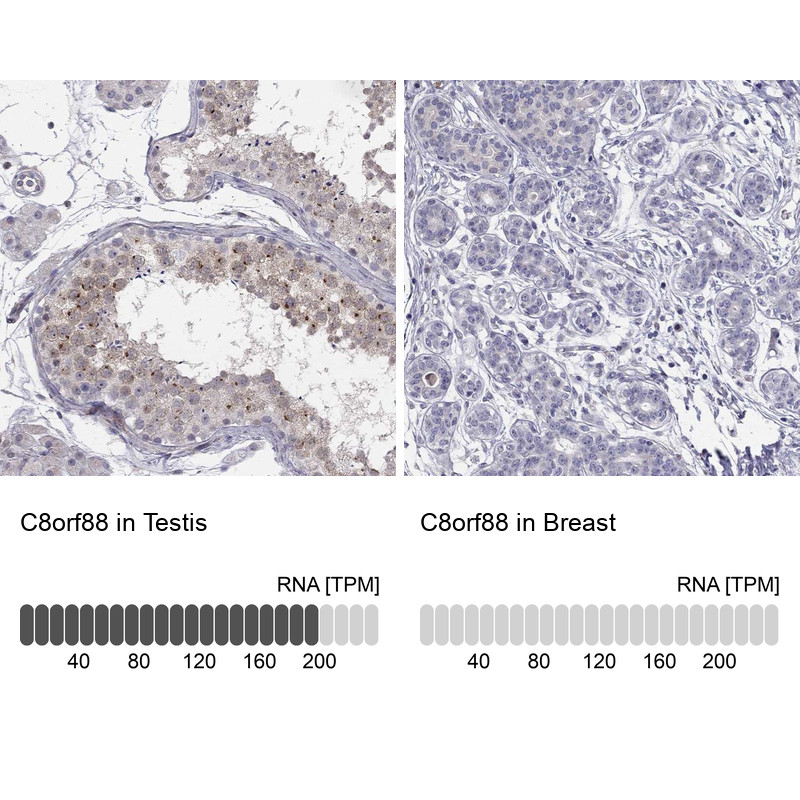 Immunohistochemistry analysis in human testis and breast tissues using Anti-C8orf88 antibody. Corresponding C8orf88 RNA-seq data are presented for the same tissues.