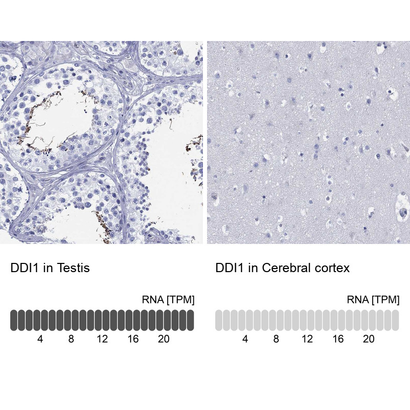 Immunohistochemistry analysis in human testis and cerebral cortex tissues using Anti-DDI1 antibody. Corresponding DDI1 RNA-seq data are presented for the same tissues.