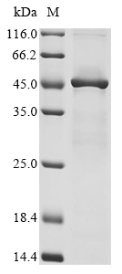 (Tris-Glycine gel) Discontinuous SDS-PAGE (reduced) with 5% enrichment gel and 15% separation gel.