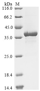 (Tris-Glycine gel) Discontinuous SDS-PAGE (reduced) with 5% enrichment gel and 15% separation gel.