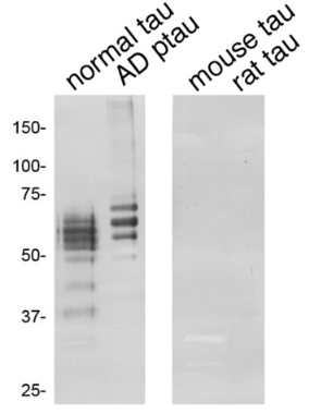 Lane 1: Normal human tau (heat stable fraction prepared from control human brain)Lane 2: AD ptau (Sarkosyl-insoluble fraction prepared from AD brain)Lane 3: Mouse tau (heat stable fraction prepared from adult mouse brain)Lane 4: Rat tau (heat stable fraction prepared from adult rat brain)Anti Tau-N antibody at 1/2000 dilution.