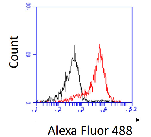 Porcine peripheral lymphocytes were incubated with (red line) or without (black line) phorbol 12- myristate 13-acetate (PMA)/ionomycin for 6 h and stained with 01-22-44-102. The mAbs reacting with lymphocytes were detected with the secondary antibody (Alexa Fluor 488 conjugated goat anti-mouse IgG) and fluorescence was analyzed by flow cytometry.