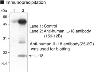Anti-IL-18 (Clone 159-12B) (Human) mAb (Clone: 159-12B)
