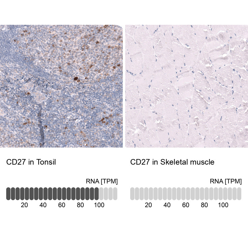 Immunohistochemistry analysis in human tonsil and skeletal muscle tissues using AMAb92045 antibody. Corresponding CD27 RNA-seq data are presented for the same tissues.