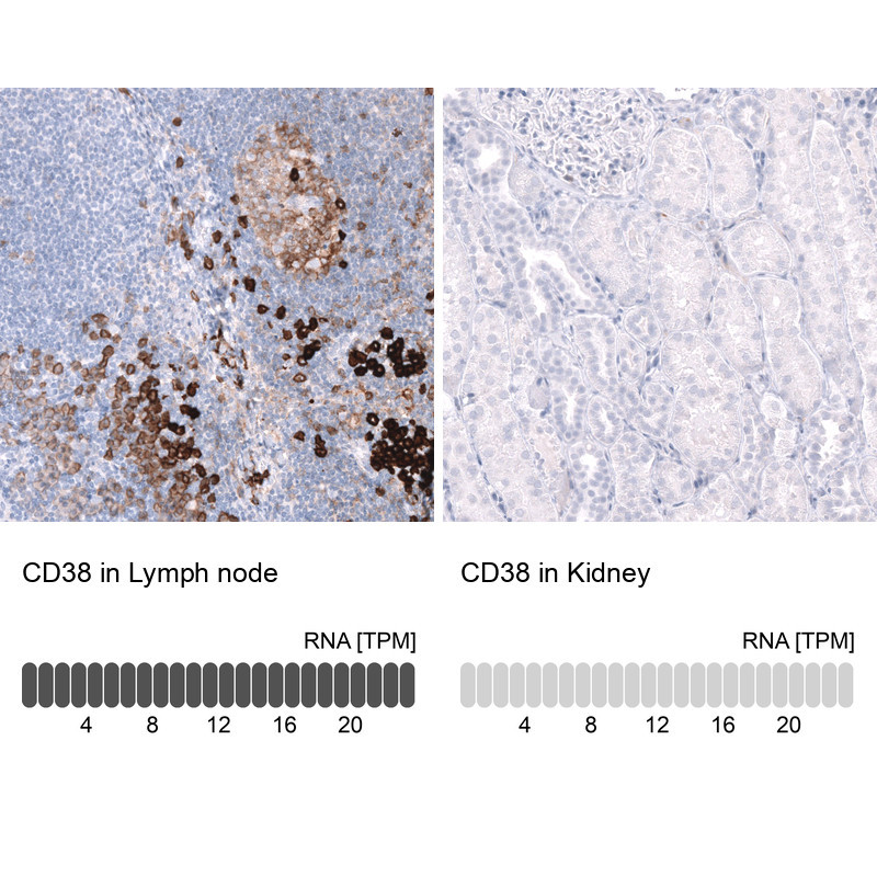 Immunohistochemistry analysis in human lymph node and kidney tissues using AMAb92055 antibody. Corresponding CD38 RNA-seq data are presented for the same tissues.