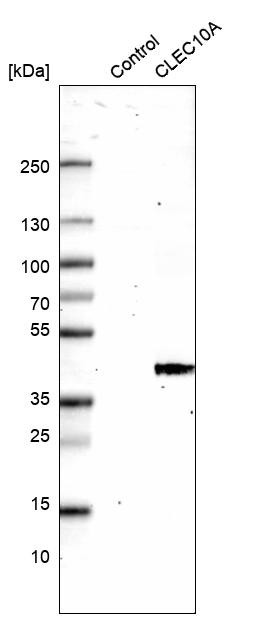 Western blot analysis in control (vector only transfected HEK293T lysate) and CLEC10A over-expression lysate (Co-expressed with a C-terminal myc-DDK tag (~3.1 kDa) in mammalian HEK293T cells, LY405320).
