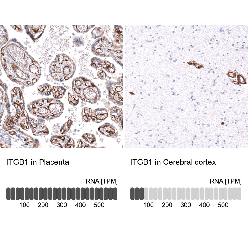 Immunohistochemistry analysis in human placenta and cerebral cortex tissues using AMAb92057 antibody. Corresponding ITGB1 RNA-seq data are presented for the same tissues.