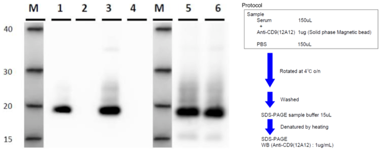 Figure 3. IP-WB of human serum exosomes.
Sample
1. Anti-CD9 (12A12) - Serum A
2. Control antibody - Serum A
3. Anti-CD9 (12A12) - Serum B
4. Control antibody - Serum B
5. Ultracentrifugation - Serum A
6. Ultracentrifugation - Serum A