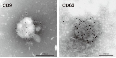 Figure 5. CD9 and CD63 molecules on the surface of extracellular vesicles from human breast cancer cell line (MDA-MB-231-luc-D3H2LN)) were detected by anti-human CD9 antibody (SHI-EXO-M01) and anti-human CD63 antibody (SHI-EXO-M02).