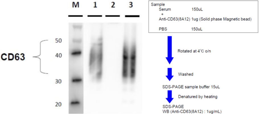 Figure 4. IP-WB of C32 melanoma cell exosomes.
Sample
1. Anti-CD63 (8A12)
2. Control antibody
3. C32 cell exosomes (0.4 ug)