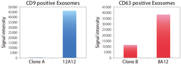 Figure 6. Comparison of exosome antibodies.
(Left) Detection of exosomes with CD9 antibody (clone 12A12) and comparative clone A. Clone A failed to generate a signal while 12A12 detected a strong signal.
(Right) Detection of exosomes with CD63 antibody (clone 8A12) and comparative clone A. Clone A detected a weak signal while 8A12 detected a strong signal.