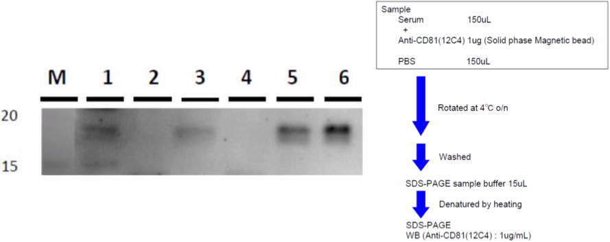 Figure 3. IP-WB of human serum exosomes.
Sample
1. Anti-CD81 (12C4) - Serum A
2. Control antibody - Serum A
3. Anti-CD81 (12C4) - Serum B
4. Control antibody - Serum B
5. Ultracentrifugation - Serum A
6. Ultracentrifugation - Serum A
