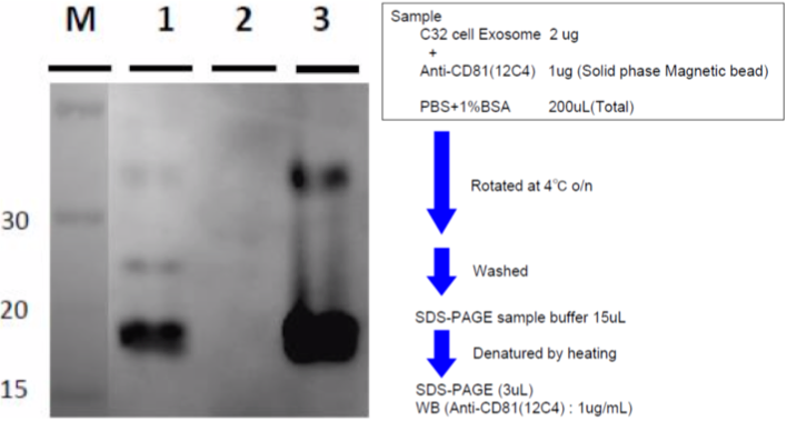 Figure 4. IP-WB of C32 Melanoma cell line exosomes.
Sample
1. Anti-CD81 (12C4)
2. Control antibody
3. C32 cell exosomes (0.4 ug)