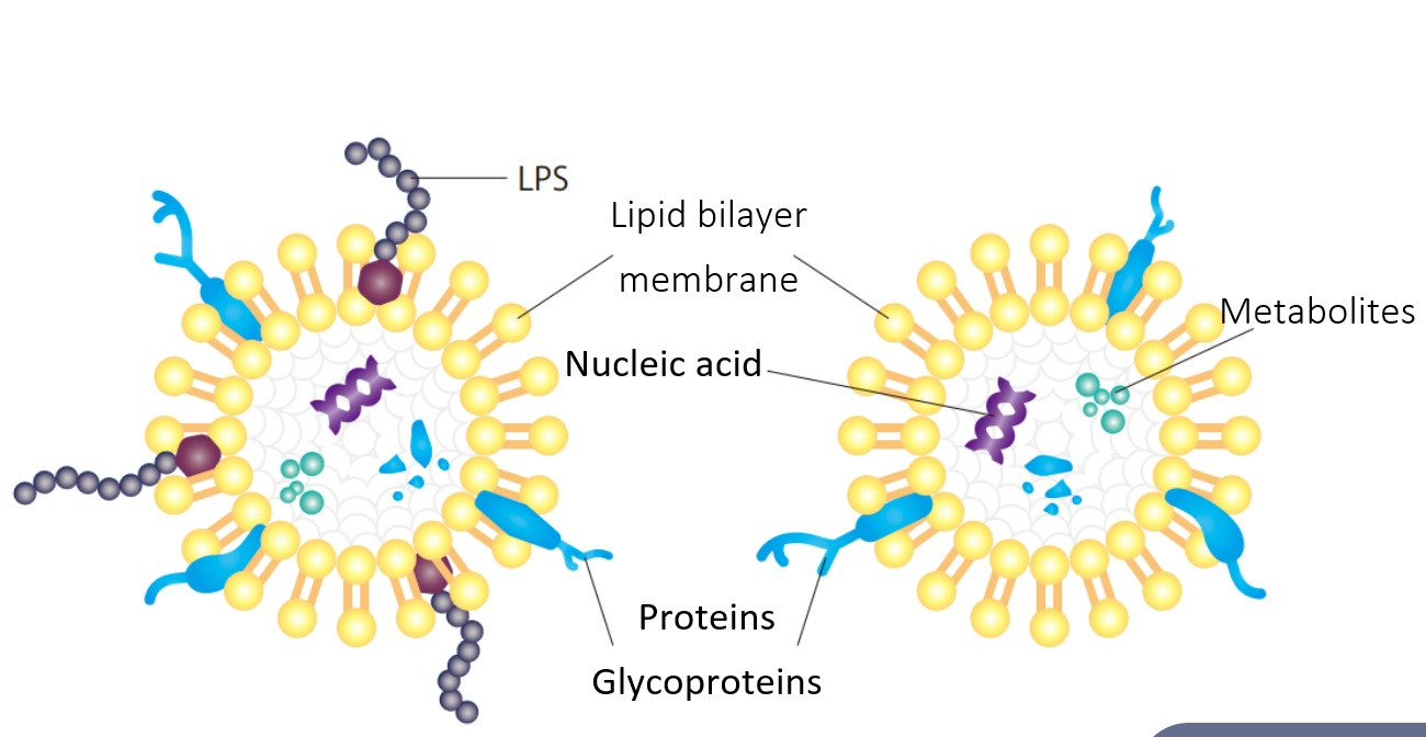 Gram-negative and Gram-positive bacterial-derived Evs