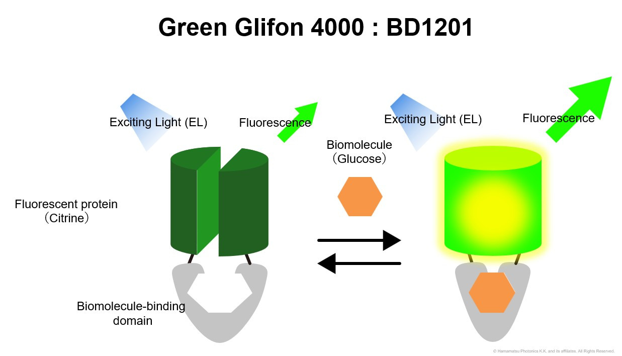 pGreen Glifon 4000