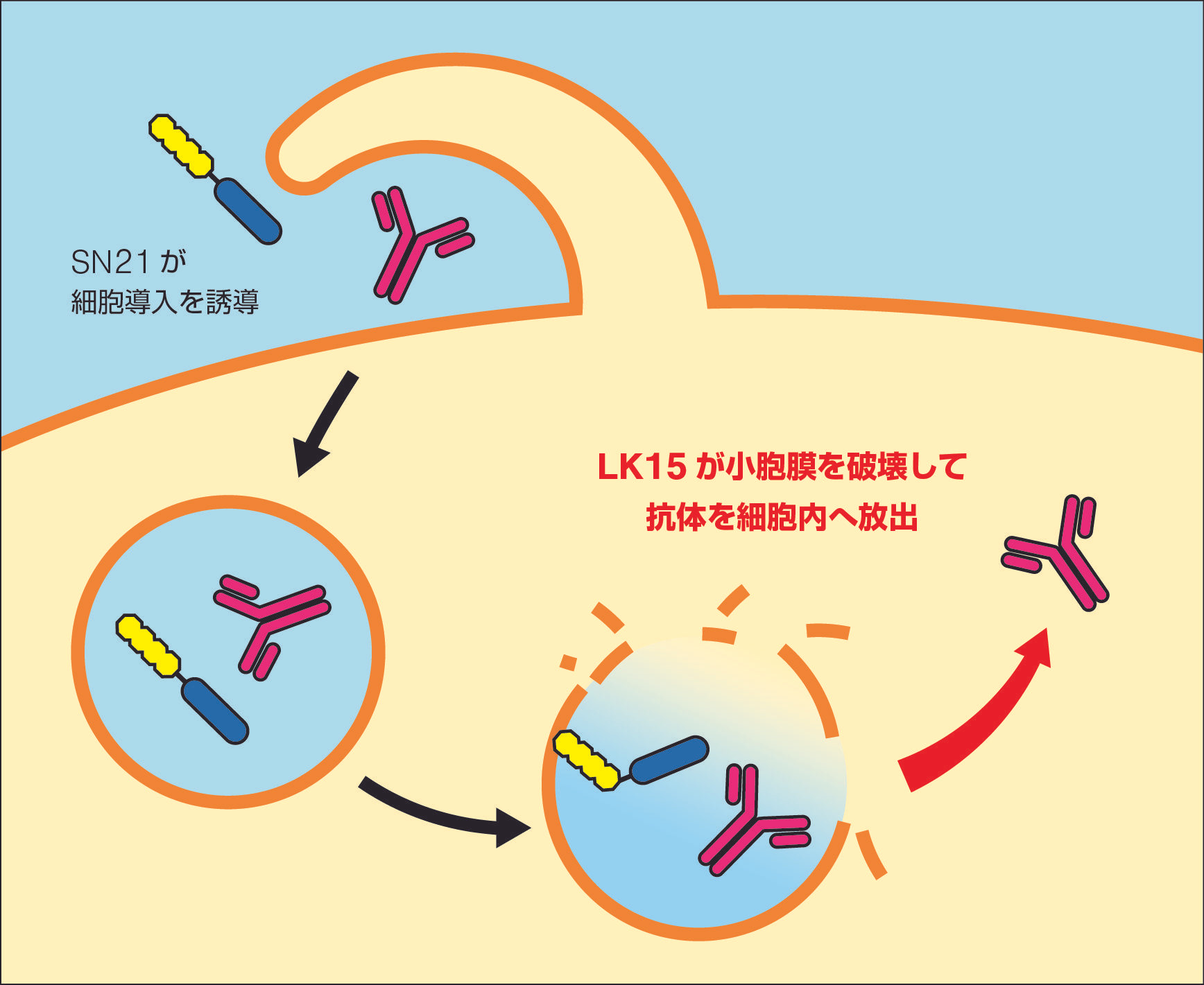 SN21-LK15 Intracellular Delivery Peptide