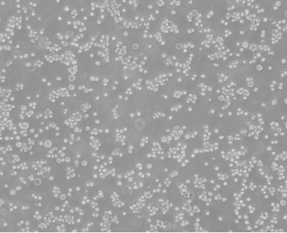Suspension Human Embryonic Kidney (HEK) Cells