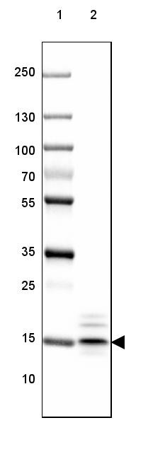 Lane 1: Marker [kDa] 250, 130, 100, 70, 55, 35, 25, 15, 10<br/>Lane 2: Mouse Cerebral Cortex tissue