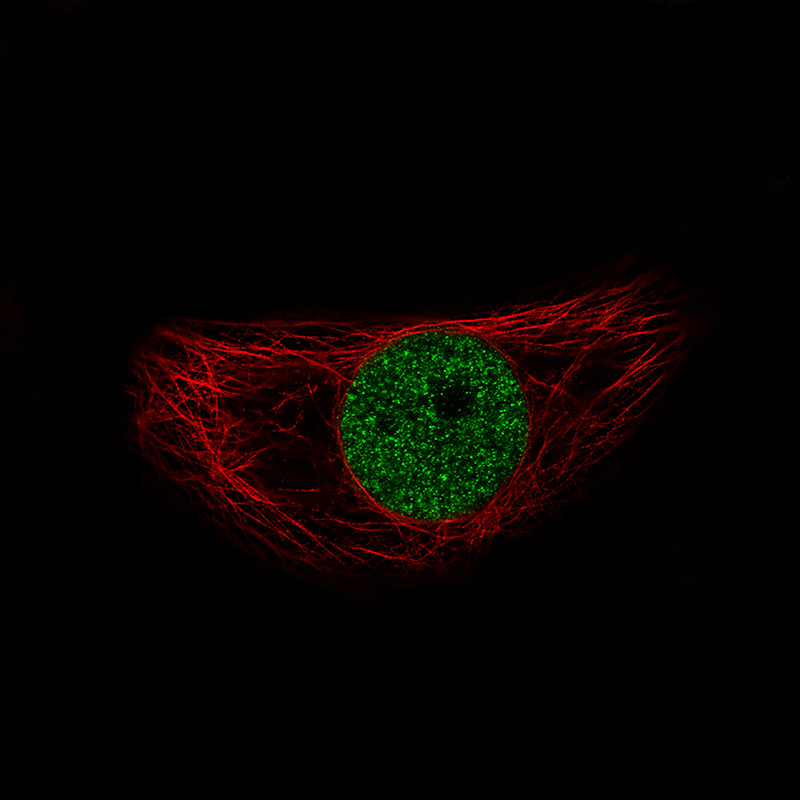 Immunofluorescence staining of BeWo cells using the Anti-SNAI1 monoclonal antibody, showing specific staining in the nucleoplasm in green. Microtubule- and nuclear probes are visualized in red and blue, respectively (where available).