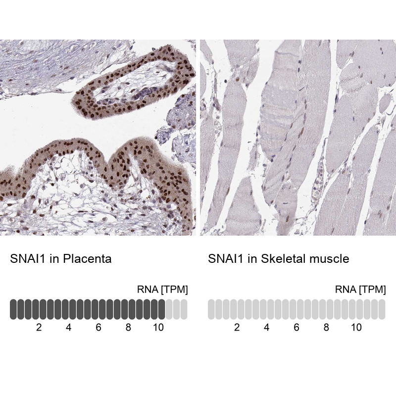 Immunohistochemistry analysis in human placenta and skeletal muscle tissues using AMAb91215 antibody. Corresponding SNAI1 RNA-seq data are presented for the same tissues.