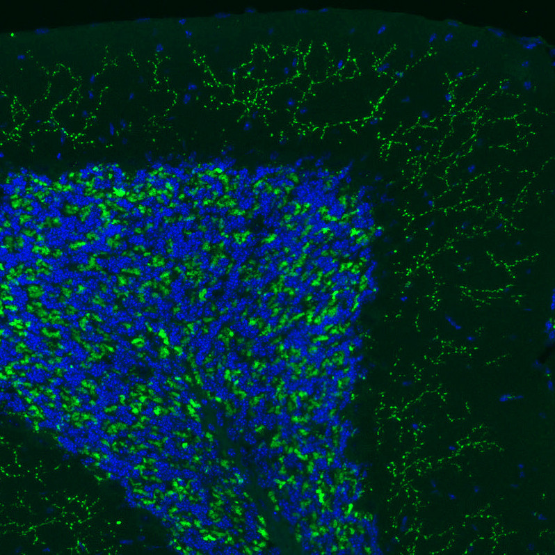 Immunofluorescence staining of mouse brain shows positivity in glutamatergic fibers in the cerebellum.