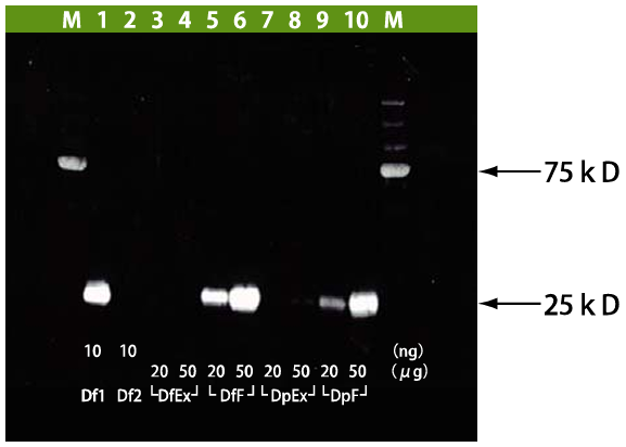 Fig.1, Western blot analysis of Anti (MAP) Mite Group1 (Cat# LSL-LB-8001) and Mite antigen In both Mite Df and Mite Dp, the amount of the Mite Group1 antigen was higher than that of Mite Extract in Mite Feces AG. The Mite Group1 antigen was also confirmed to Mite Extract by another experiment though it was not clearly detected in this data. M: MW Marker Df1: Der f1(product A) Df2: Der f2(product A) DfEx: Mite Extract-Df (Cat# LSL-LG-5339) DDfF: Mite-Df Feces AG (Cat# LSL-LG-2334) DpEx: Mite Extract-Dp (Cat# LSL-LG5449) DpF: Mite-Dp Feces AG (Cat# LG2444) 