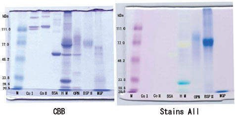 Staining example of acidic proteinsM: molecular weight marker, CoI: TypeI Collagen, CoII: TypeII Collagen, BSA: bovine serumalbumin, HM: human milk total protein, OPN: human milk osteopontin,BSPII: bovine bone sialoprotein, MGP: bovine matrix graprotein