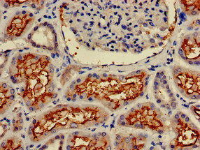 Immunohistochemistry of paraffin-embedded human kidney tissue using CSB-PA001827LA01HU at dilution of 1:100