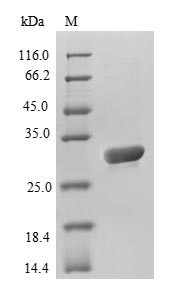 (Tris-Glycine gel) Discontinuous SDS-PAGE (reduced) with 5% enrichment gel and 15% separation gel.