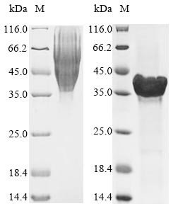 The reducing (R) protein migrates as 55 kDa in SDS-PAGE may be due to glycosylation.