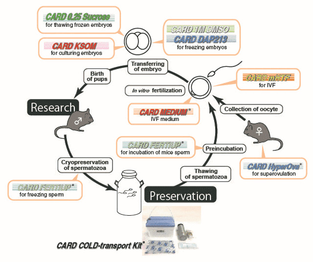 CARD HyperOva Products vs Traditional Rodent Hyperovulation: A Better Way to Get More Eggs