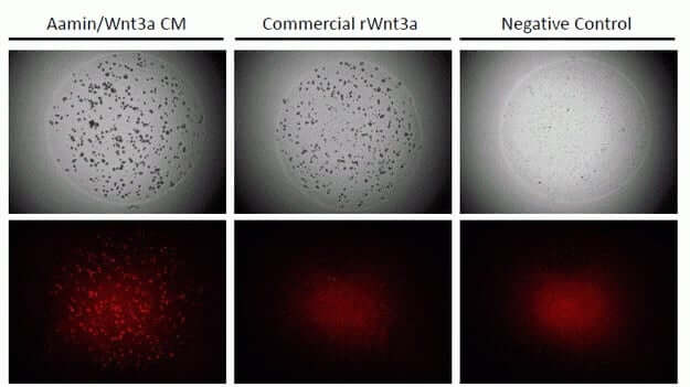 Why Afamin Wnt3a is a Game-Changer for Organoid Culture