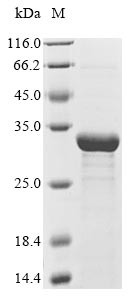 (Tris-Glycine gel) Discontinuous SDS-PAGE (reduced) with 5% enrichment gel and 15% separation gel.