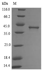 (Tris-Glycine gel) Discontinuous SDS-PAGE (reduced) with 5% enrichment gel and 15% separation gel.