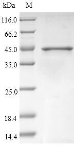 (Tris-Glycine gel) Discontinuous SDS-PAGE (reduced) with 5% enrichment gel and 15% separation gel.